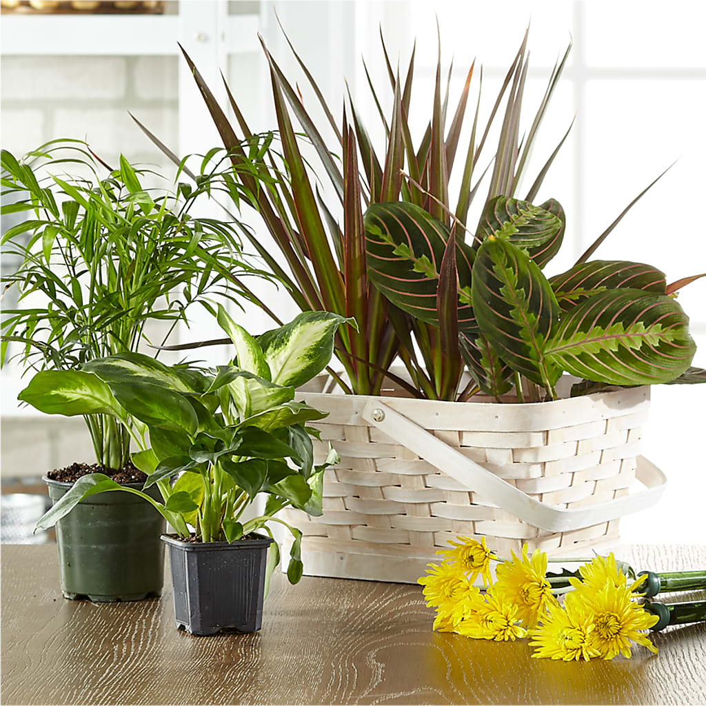 Florist Designed Blooming and Green Plants in a Basket – Gutierrez Flowers, Sylmar CA