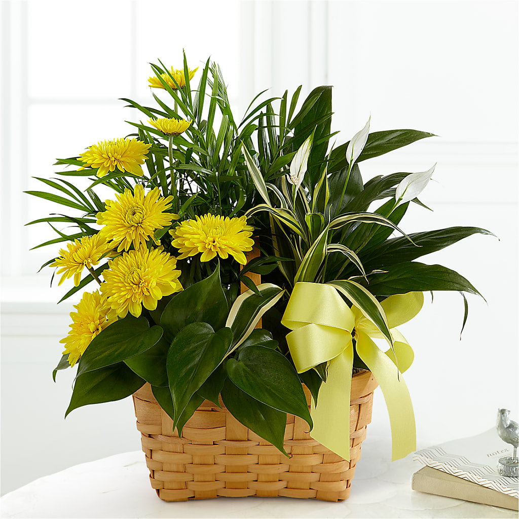 Loving Light Dishgarden – Gutierrez Flowers, Sylmar CA