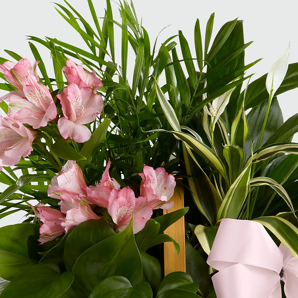 Living Spirit Dishgarden – Gutierrez Flowers, Sylmar CA