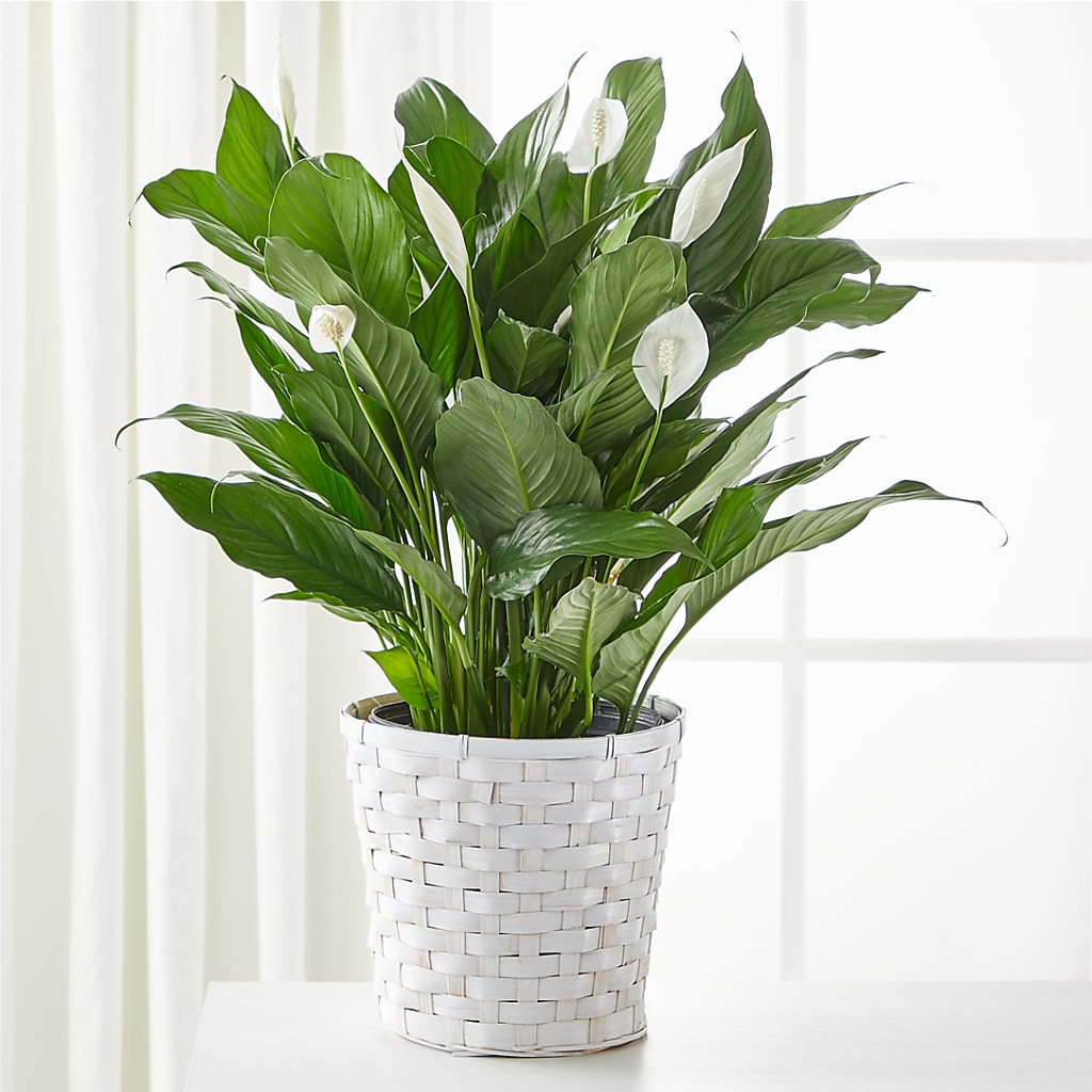 A New Leaf Peace Lily – Gutierrez Flowers, Sylmar CA