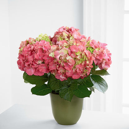 Pink Hydrangea Planter –  Gutierrez Flowers, Sylmar CA