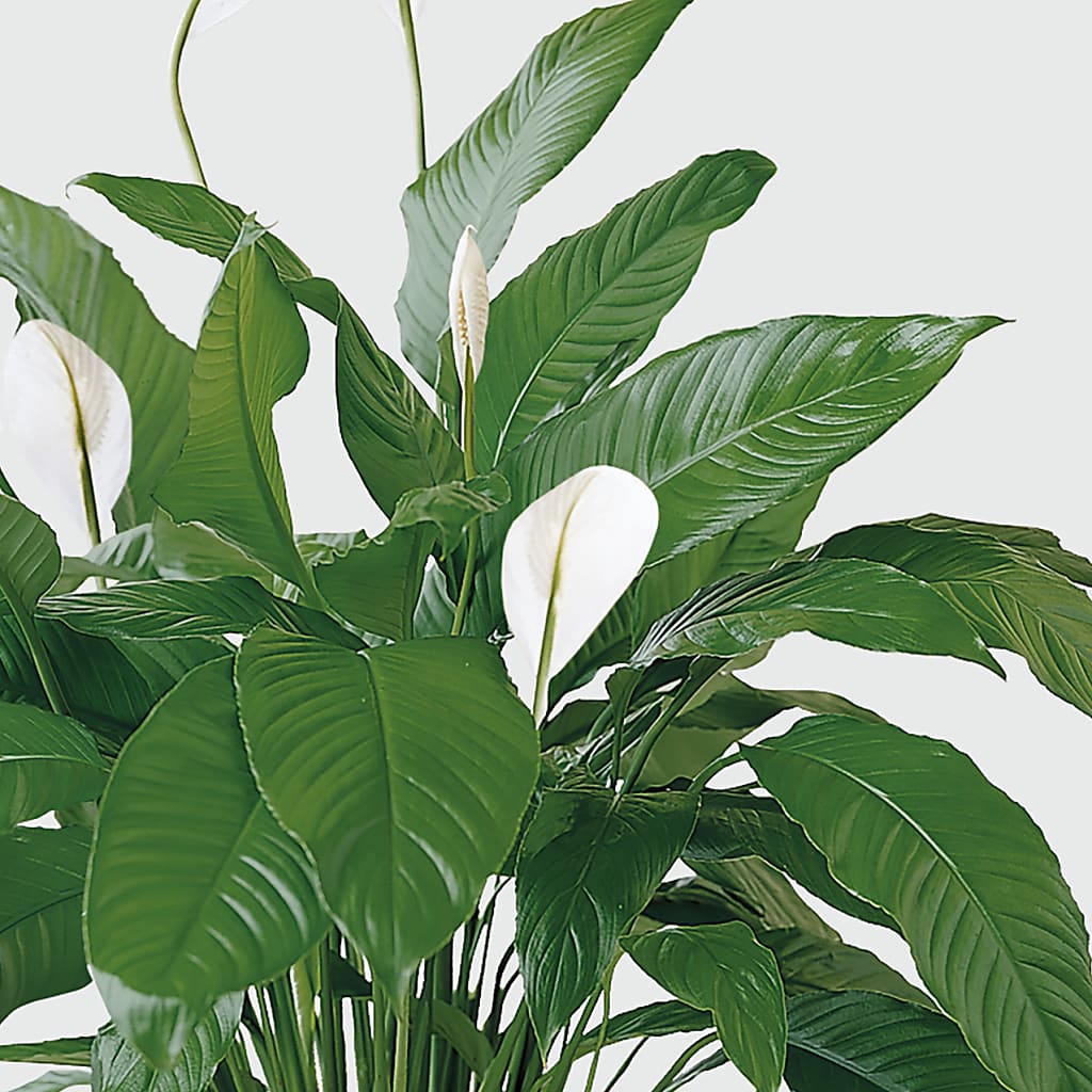Tranquil Moments Peace Lily Plant –  Gutierrez Flowers, Sylmar CA