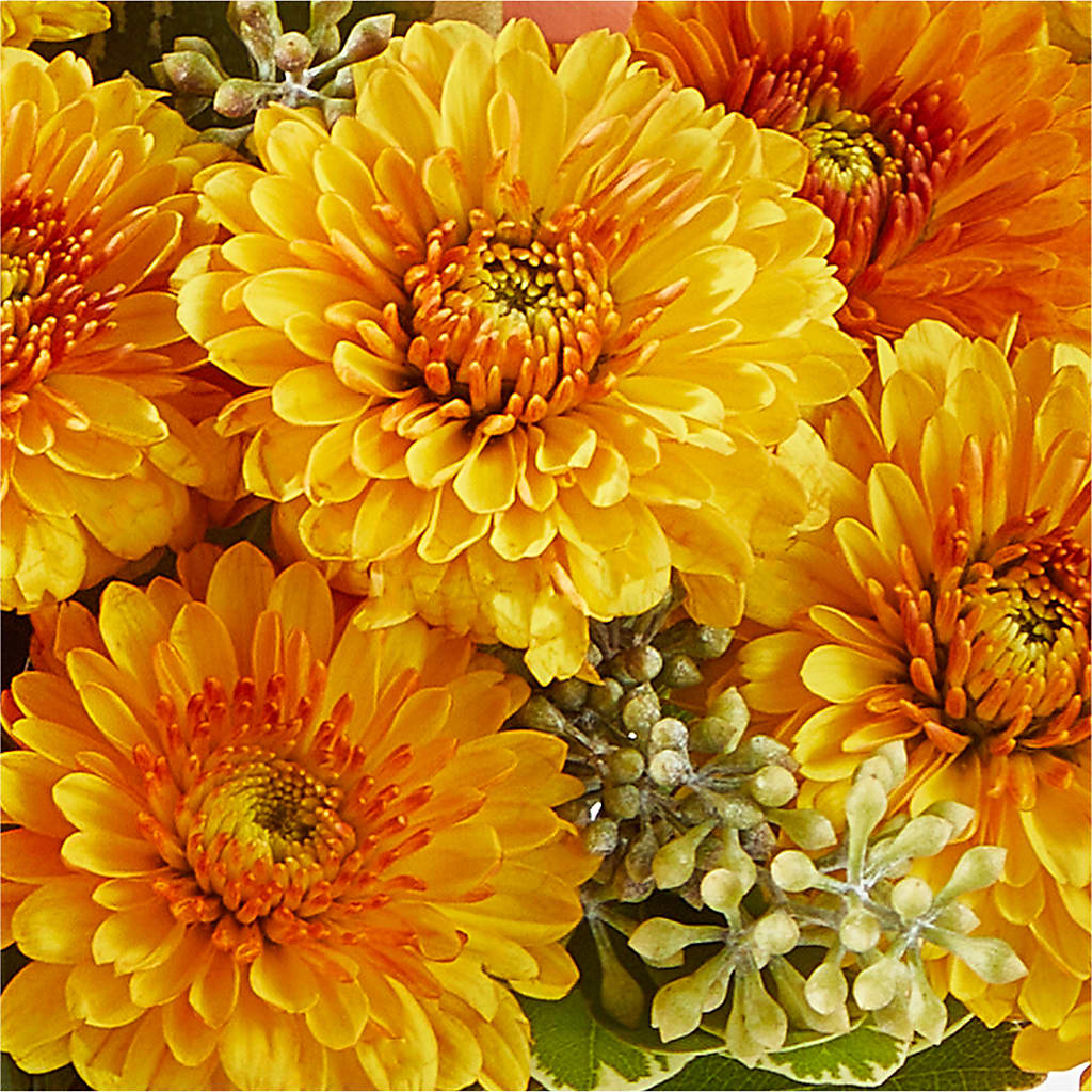 Peachy Pumpkin –  Gutierrez Flowers, Sylmar CA