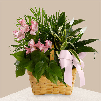 Living Spirit Dishgarden –  Gutierrez Flowers, Sylmar CA