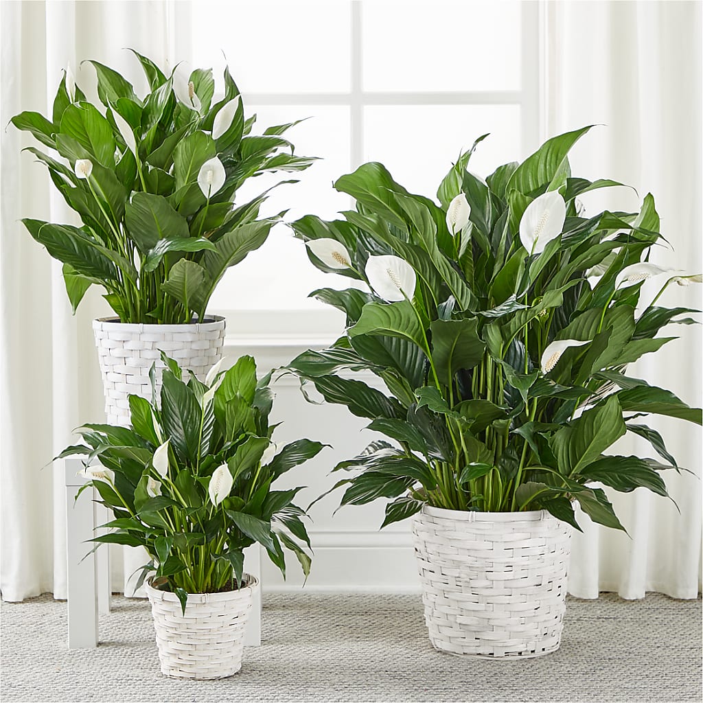 A New Leaf Peace Lily –  Gutierrez Flowers, Sylmar CA
