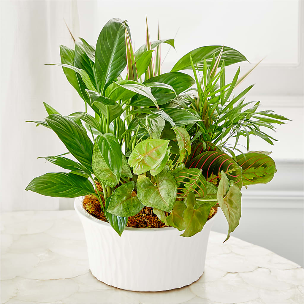 Balance & Harmony Dishgarden –  Gutierrez Flowers, Sylmar CA